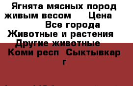 Ягнята мясных пород живым весом.  › Цена ­ 125 - Все города Животные и растения » Другие животные   . Коми респ.,Сыктывкар г.